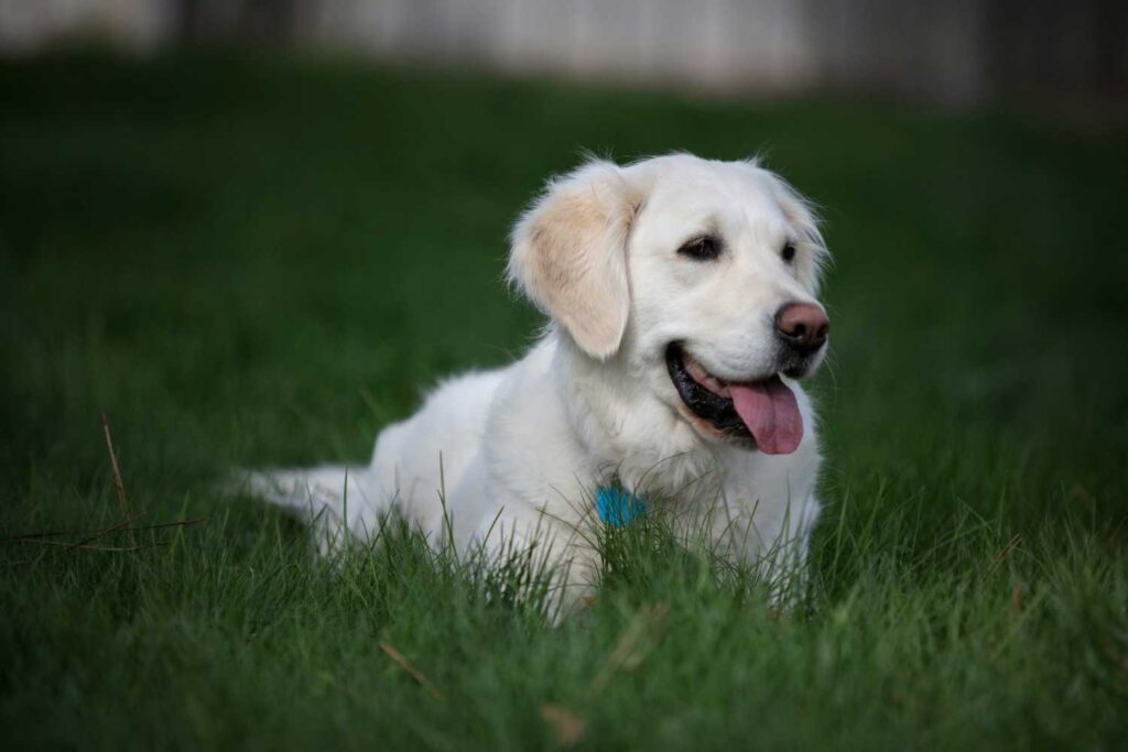 English Cream Golden Retriever , itsgoldenretriever.com