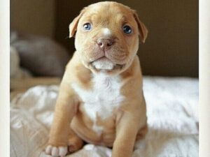 Golden Retriever Pitbull Mix , itsgoldenretriever.com