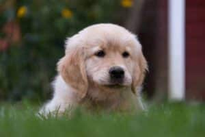 Baby Golden Retriever