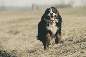 Mountain Dog Golden Retriever Secrets Every Owner Must Know