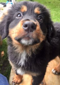 Bernese Mountain Dog and Golden Retriever mix