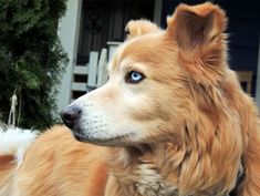 Goberian: Golden Retriever Mixed with Husky