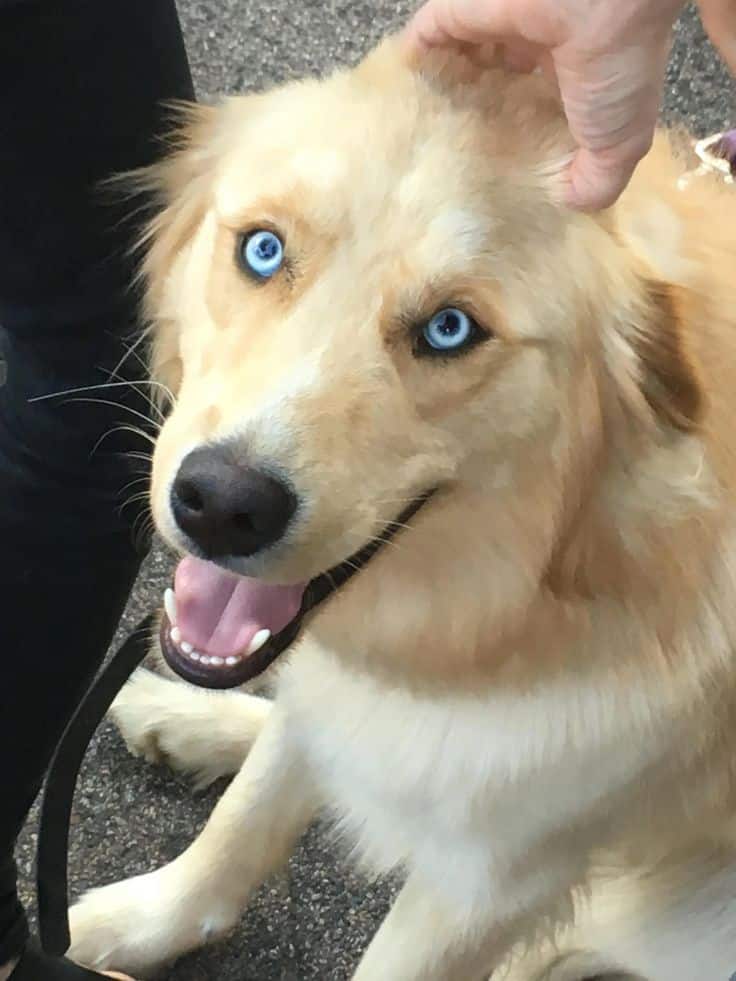 Goberian: Golden Retriever Mixed with Husky