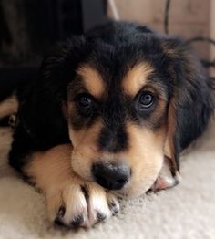 Bernese Mountain Dog and Golden Retriever mix