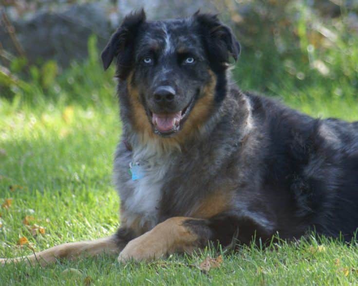 Golden Retriever Australian Shepherd Mix