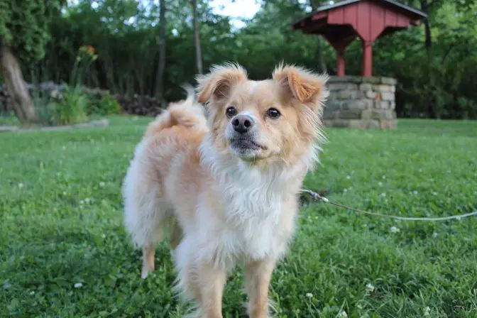 Golden Retriever Chihuahua Mix , itsgoldenretriever.com