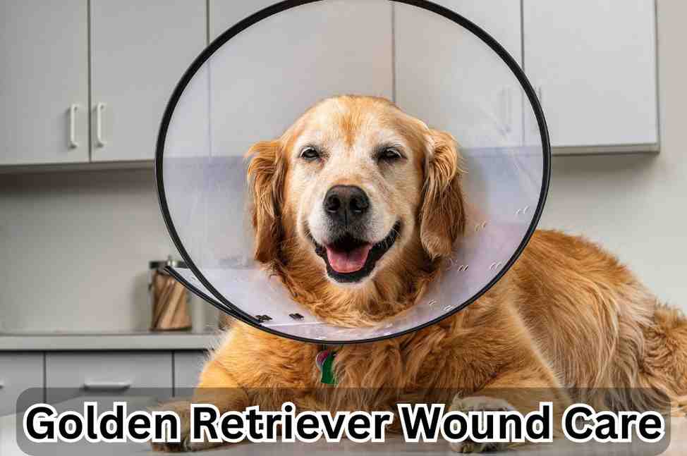 Common Mistakes to Avoid During Golden Retriever Wound Care