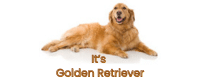 Its Golden Retriever