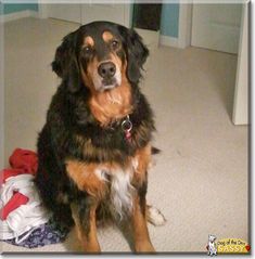 Bernese Mountain Dog and Golden Retriever mix