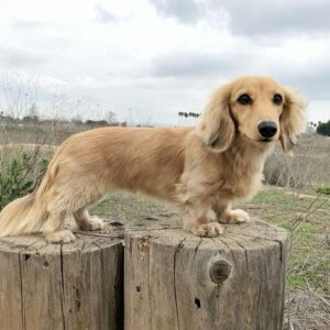 Meet the Golden Dox: The Golden Retriever Dachshund Mix