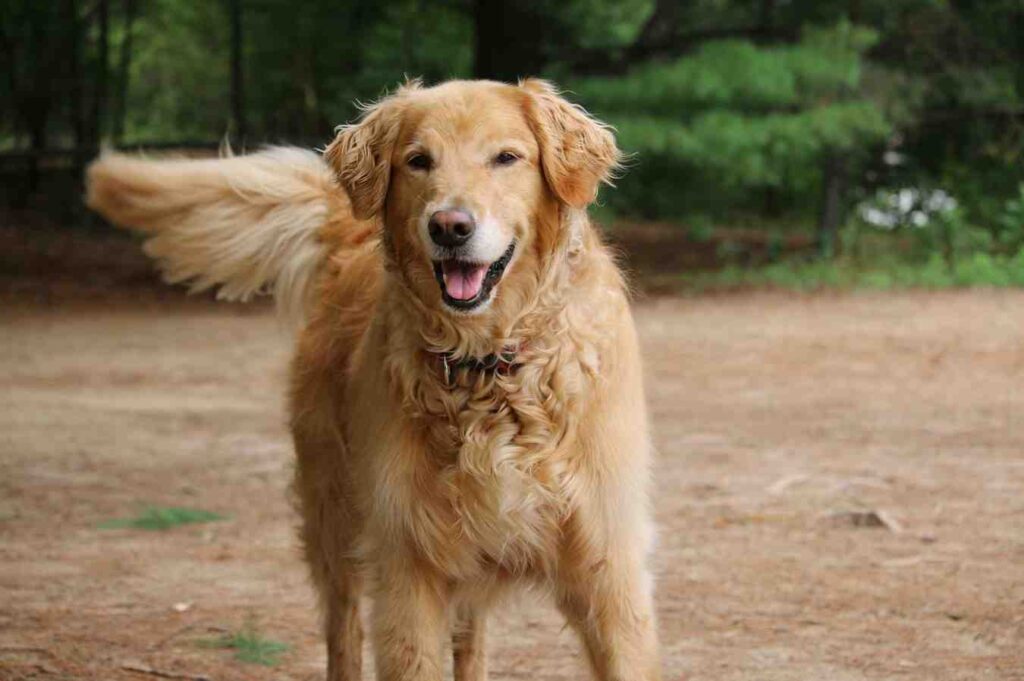 Golden Retriever Fur Types