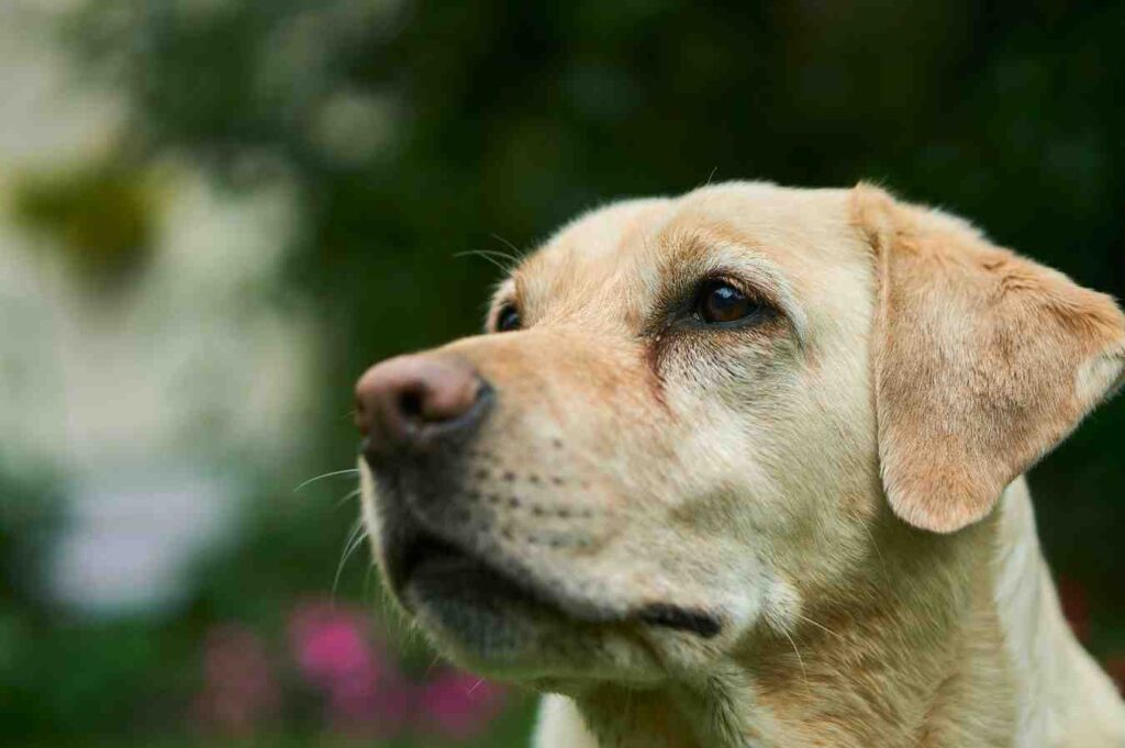 Something Strange is Happening to Golden Retrievers