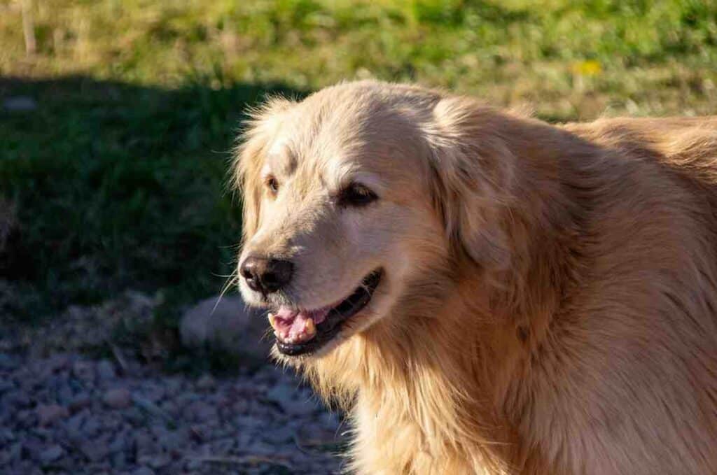 Stud Fee for Golden Retrievers , itsgoldenretriever.com