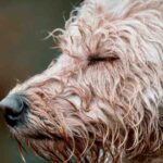 5 Secrets About Goldendoodle Types You’ll Want to Know