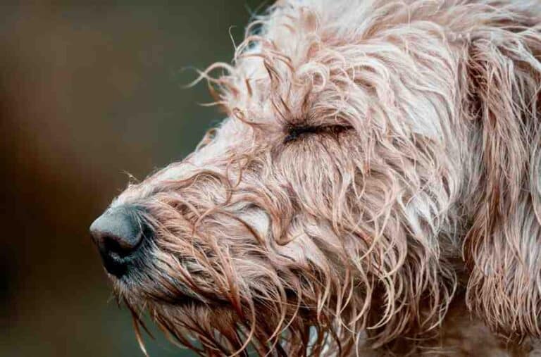 5 Secrets About Goldendoodle Types You’ll Want to Know