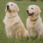 Stud Fee for Golden Retrievers , itsgoldenretriever.com