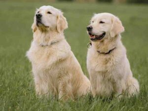 Stud Fee for Golden Retrievers , itsgoldenretriever.com