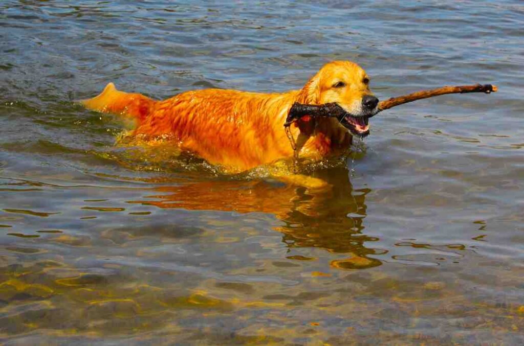 Does Your Golden Retriever Really Need AC to Stay Cool?