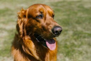 Dark Red Golden Retriever puppies