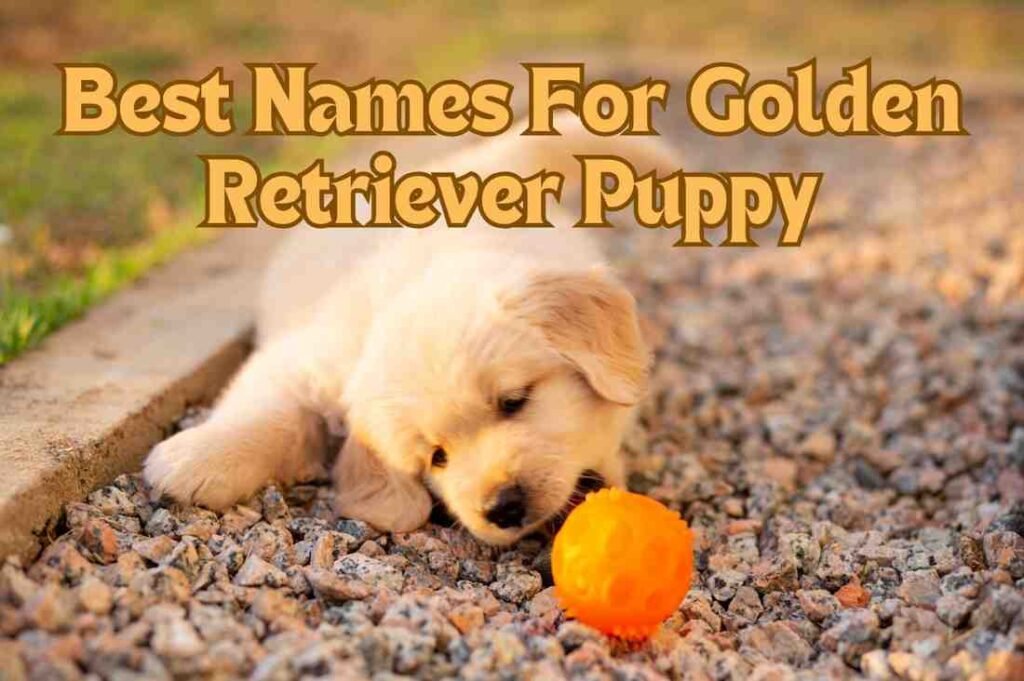 180+ Puppy Name Ideas for Dogs - Its Golden Retriever