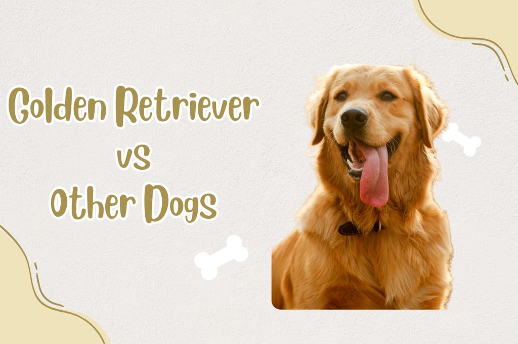 Golden Retriever vs Other Dogs - What's The Differences