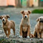 6 Types of Dog Breeders You Must Know Before Getting a Pup