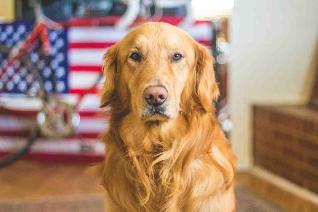 Are Golden Retrievers Happy in Small Spaces?  Revealed!