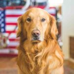 English vs American Goldens: Which One Is Best for You?