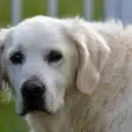 great pyrenees golden retriever mix: Golden Pyrenees