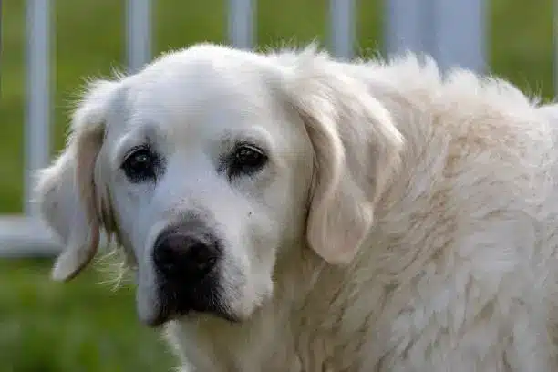 great pyrenees golden retriever mix: Golden Pyrenees