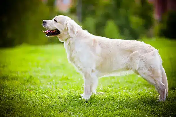 English vs American Goldens: Which One Is Best for You?