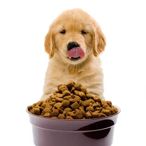 Essential Nutrition for Golden Retriever Puppy Growth 2024