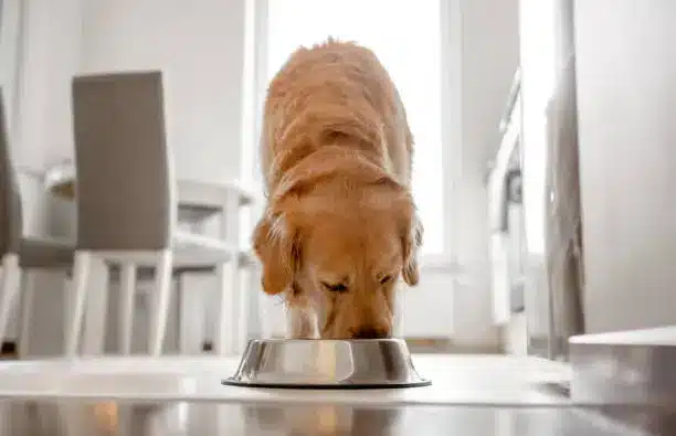 Essential Nutrition for Golden Retriever Puppy Growth 2024