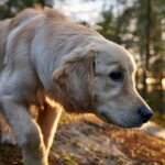 13 Fun Facts About Golden Retrievers You Must Need to Know!