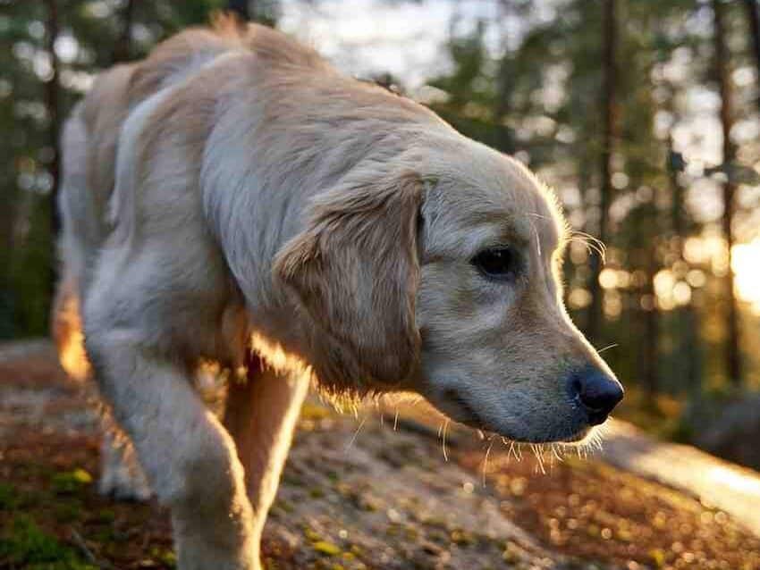 13 Fun Facts About Golden Retrievers You Must Need to Know!