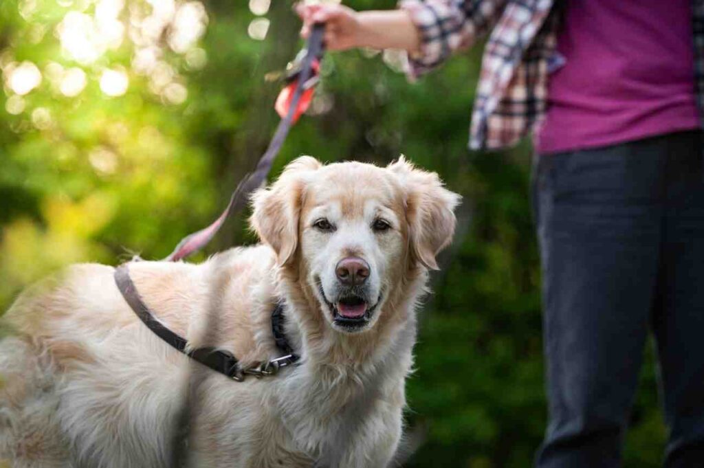 Golden Retriever Hip Dysplasia: Causes, Treatment and Cost