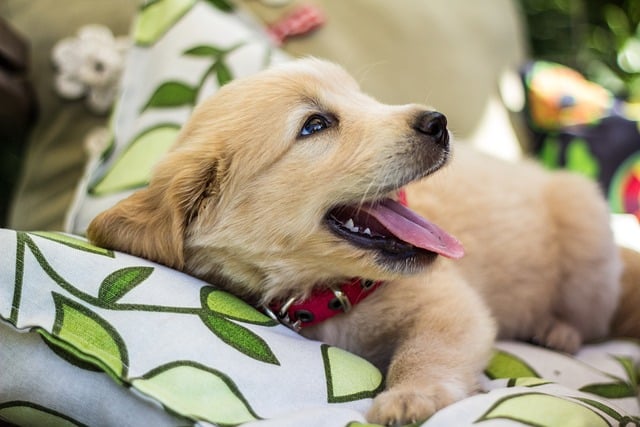 Are Golden Retrievers Happy in Small Spaces? Revealed!