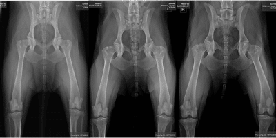 Golden Retriever Hip Dysplasia: Causes, Treatment and Cost