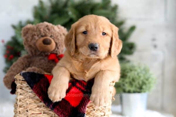 Buy Golden Retriever Puppy Now at Low Prices Today in 2025