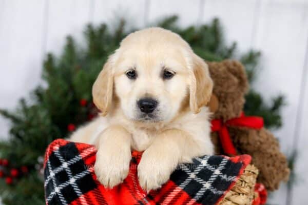 Buy Golden Retriever Puppy Now at Low Prices Today in 2025