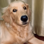 Golden Retriever Yellow Eyes: Rare Trait or Health Issue?