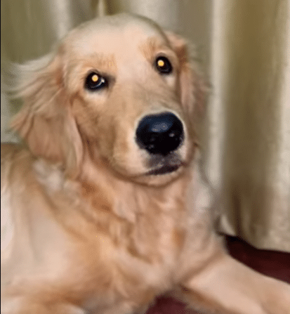 Golden Retriever Yellow Eyes: Rare Trait or Health Issue?