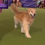 Why Golden Retrievers Never Win Dog Shows (But Steal Hearts)