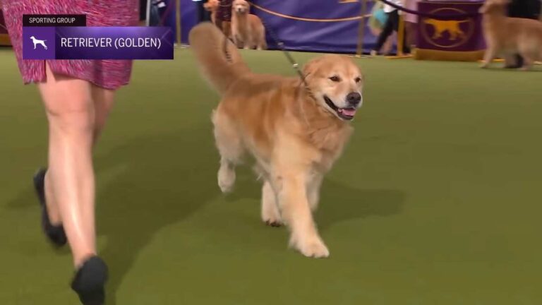 Why Golden Retrievers Never Win Dog Shows (But Steal Hearts)