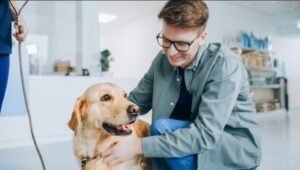 Secret Vet Products That Help Golden Retrievers Live Longer