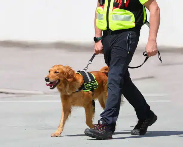 Do Golden Retrievers Make Great Police Dogs? Shocking Truth!