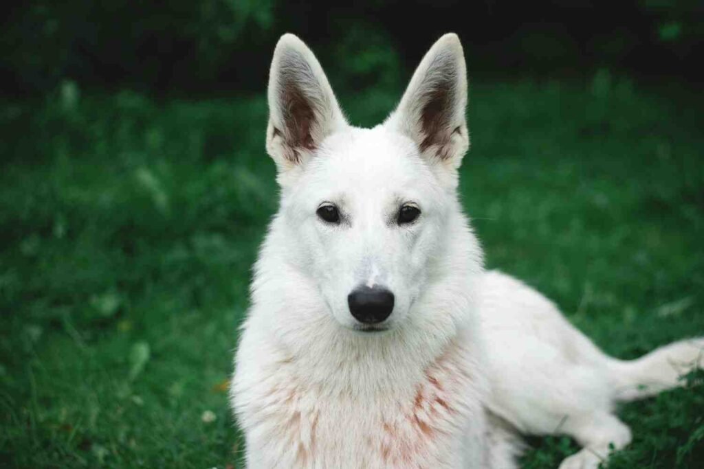 White Shepherd Golden Retriever Mix: Is This Your Ideal Dog?
