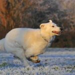 White Shepherd Golden Retriever Mix: Is This Your Ideal Dog?