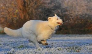 White Shepherd Golden Retriever Mix: Is This Your Ideal Dog?