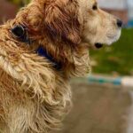 Best Dog Shampoo for Golden Retrievers – Top Picks in 2025!